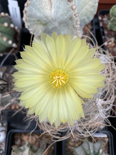 Astrophytum capricorne niveum